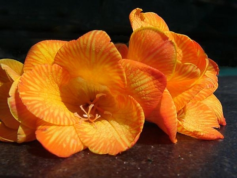 Amarilis virágok
