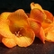 Amarilis virágok