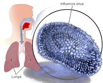 Az influenzavírus bejutása a szervezetbe