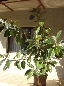 Ficus elasticám