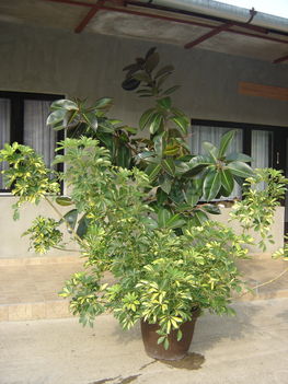 FICUS ELASTICA,SCHEFFLERA