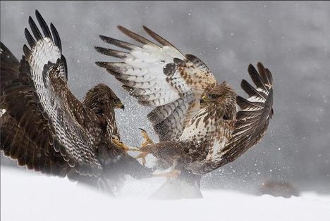 ganadores_de_nature_s_best_photography_2008_Wdz_full