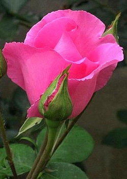 Gyönyörű rózsaszál