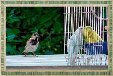 Madarak okozta:Papagájbetegség. 4