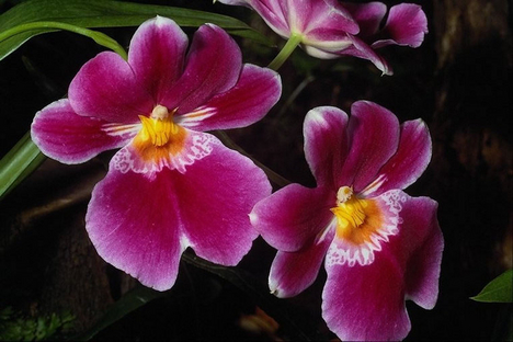 orchidea fajta