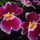 Orchidea_fajta_42862_774684_t