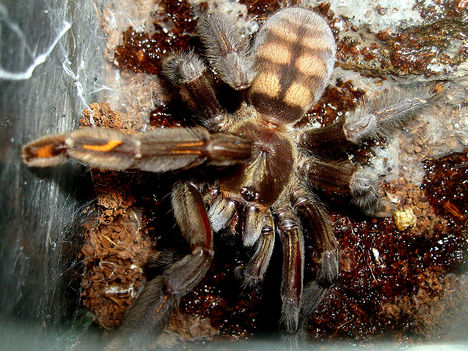 P. irminia 0.1.0