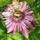 Piros_viragu_passiflora_420050_97332_t