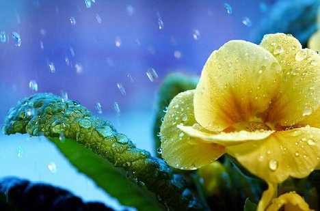 Tavaszi esőben fürdő Primula
