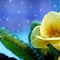 Tavaszi esőben fürdő Primula