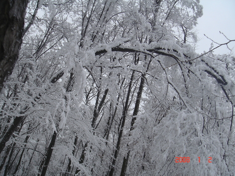 téli fák