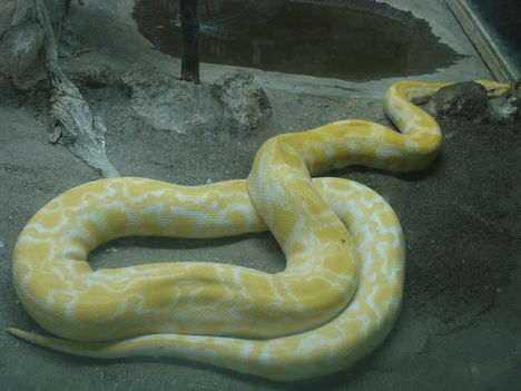 yellow snake by b.J.