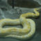 yellow snake by b.J.