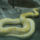 Yellow_snake_by_bj_420678_35357_t
