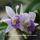 Orhidea_es_felvillano_gondolatok_13_432242_98377_t
