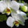 Orhidea_es_felvillano_gondolatok_15_432244_50865_t