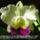 Orhidea_es_felvillano_gondolatok_17_432246_48770_t