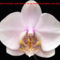 Orhidea és felvillanó gondolatok 18
