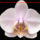 Orhidea_es_felvillano_gondolatok_18_432247_52764_t