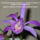 Orhidea_es_felvillano_gondolatok_2-001_432225_92604_t