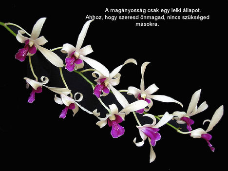 Orhidea és felvillanó gondolatok 24
