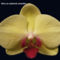 Orhidea és felvillanó gondolatok 25