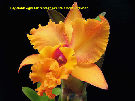 Orhidea és felvillanó gondolatok 26