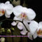Orhidea és felvillanó gondolatok 28