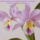 Orhidea_es_felvillano_gondolatok_2_432216_48549_t