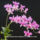 Orhidea_es_felvillano_gondolatok_33_432264_49553_t