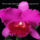 Orhidea és felvillanó gondolatok 36