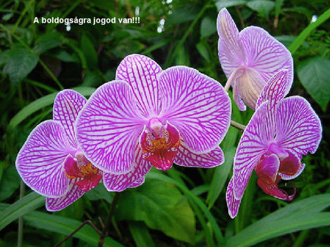 Orhidea és felvillanó gondolatok 6