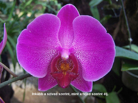 Orhidea és felvillanó gondolatok 7