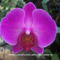 Orhidea és felvillanó gondolatok 7