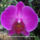 Orhidea_es_felvillano_gondolatok_7_432235_11724_t