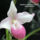 Orhidea_es_felvillano_gondolatok_8_432237_68123_t