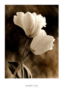 Bending-Tulip-Print-C10050037