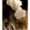 Bending-Tulip-Print-C10050037