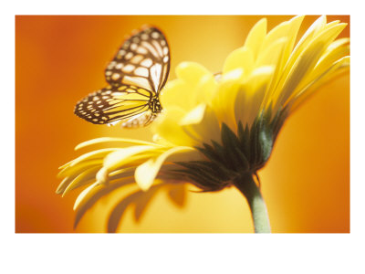 black-and-yellow-butterfly-on-yellow-flower