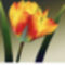 Flame-Tulip-II-Print-C12153153