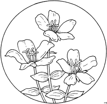 HFB-0057