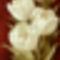 Magnificent-Tulips-II-Print-C10108227