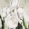 Tulipani-Bianchi-Print-C10335789