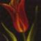 Tulips-Print-C11736240
