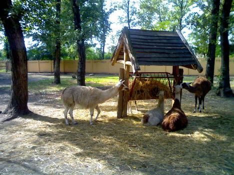 Xantus János állatkert - Győr 33