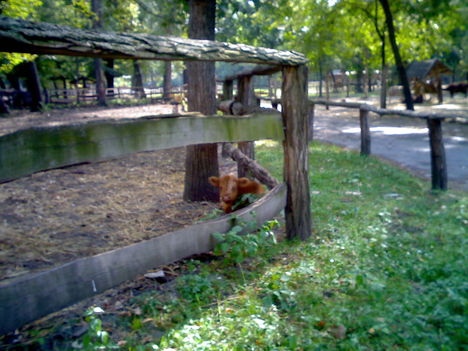 Xantus János állatkert - Győr 34
