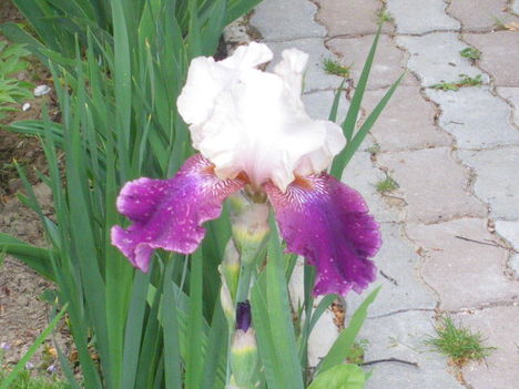 Irisz ( nöszirom)