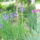 Iriszek___noszirom_434162_29840_t