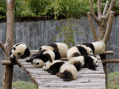 Panda - szieszta
