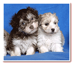 havanese-kiskutyak-